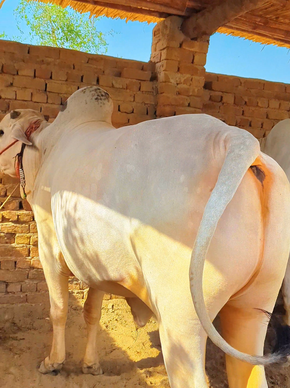 @Larkana Cattle Farm