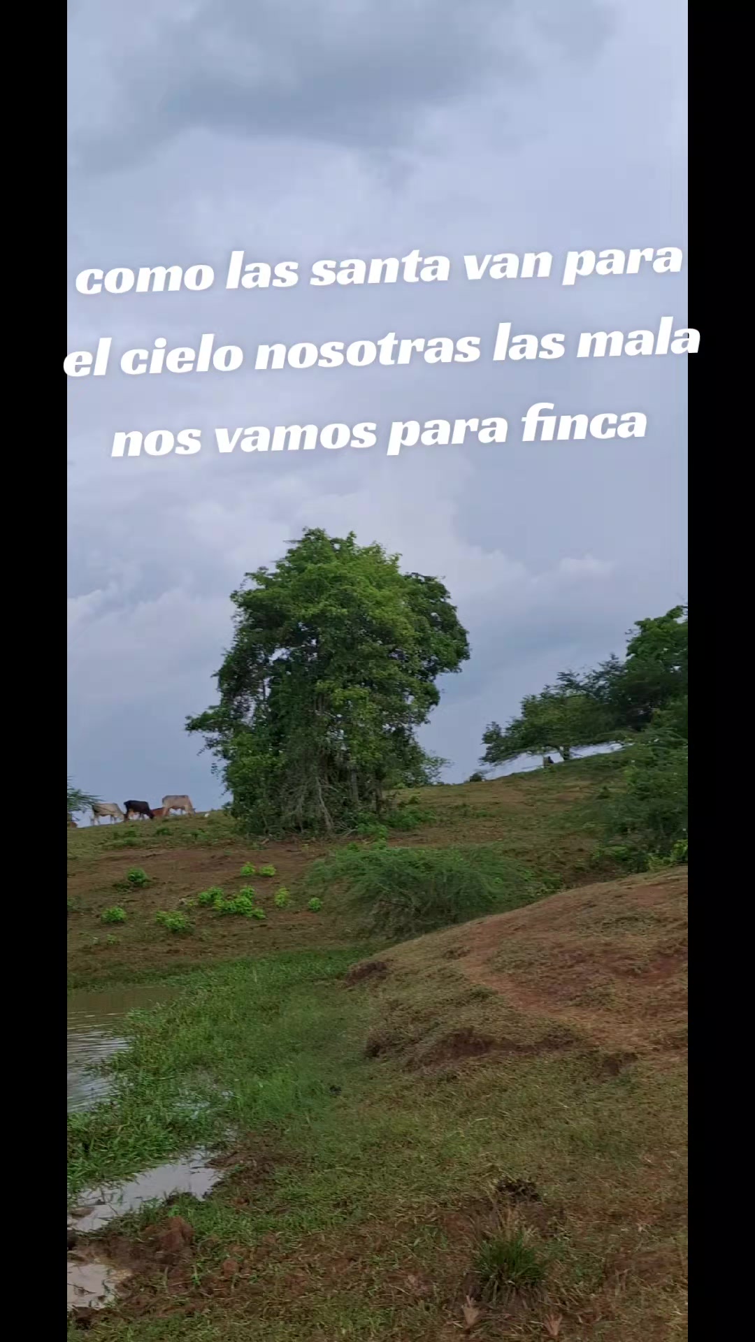 @Rosa
