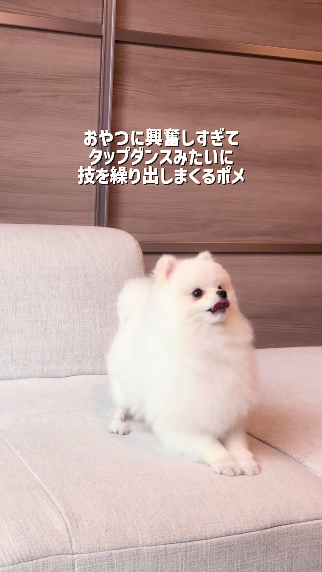 @ポメラニアンのミル🍼