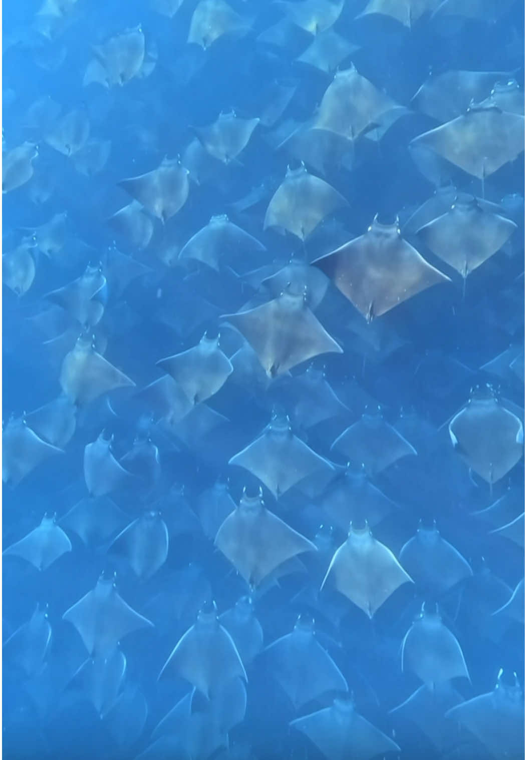 @素潜り女🧜🏽&zwj;♀️🫧🪸