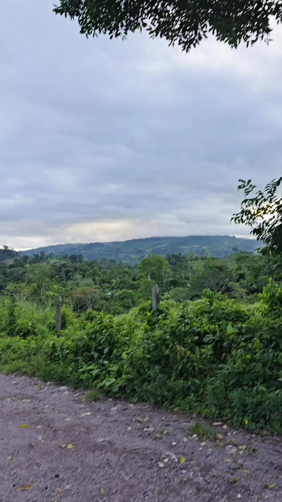 @El bailar&iacute;n nica🇳🇮🐄