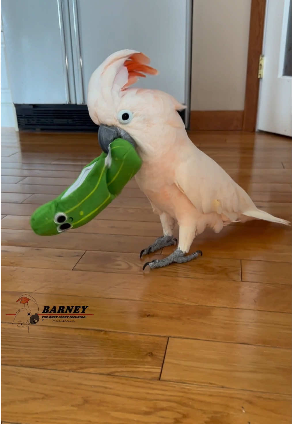 @Barney the West Coast Cockatoo