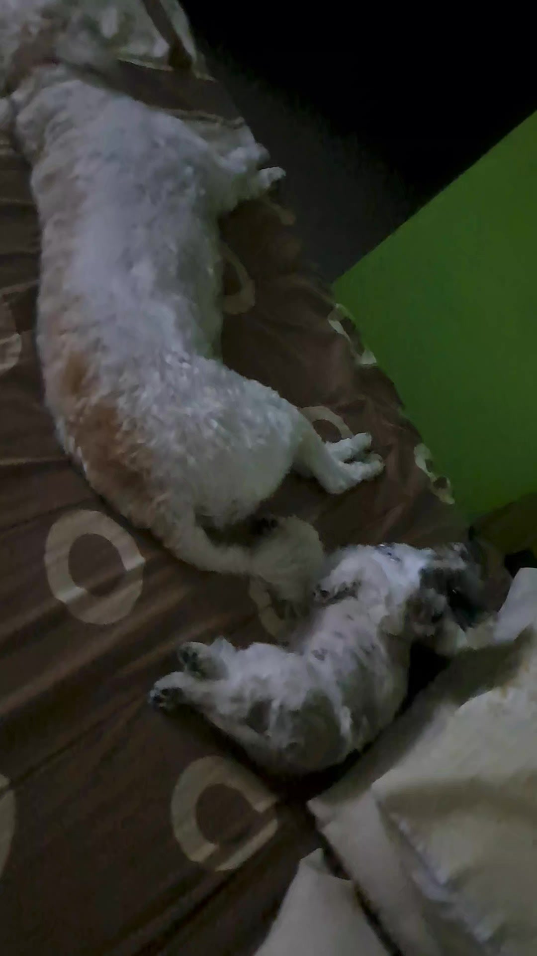 @Harry y Mila Life 🐶🐾