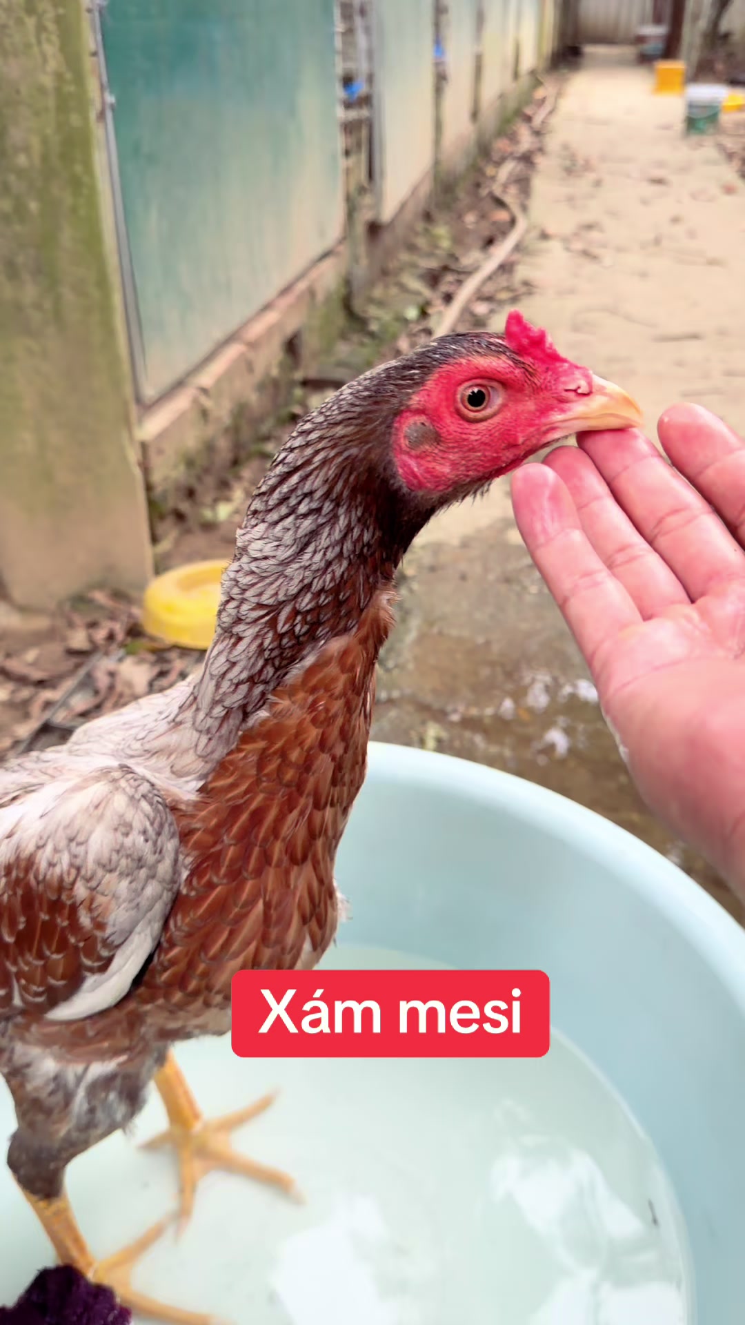 @Quyền Ba V&igrave;