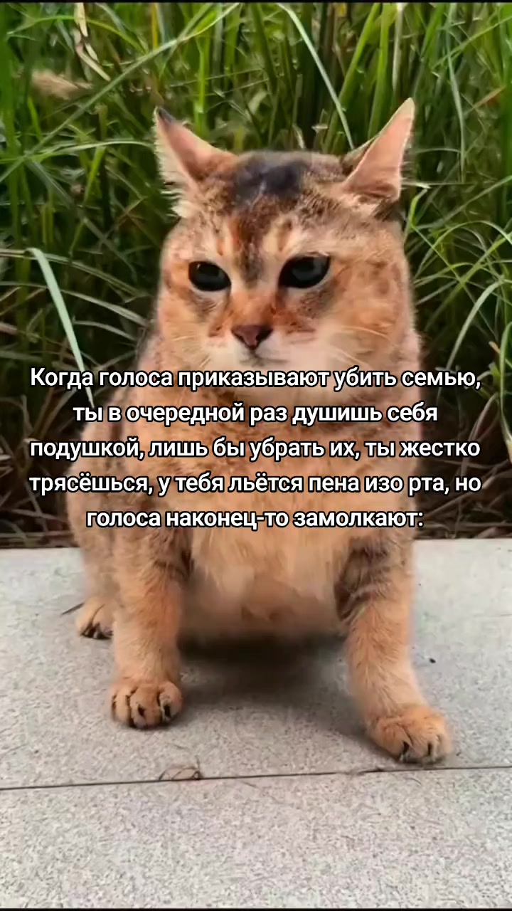 @блогер кича