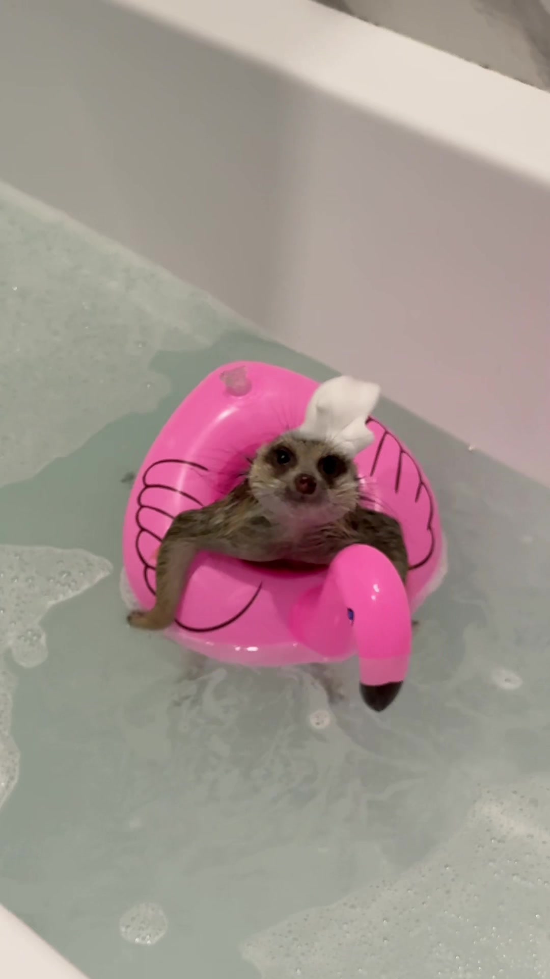 @TIMON THE MEERKAT