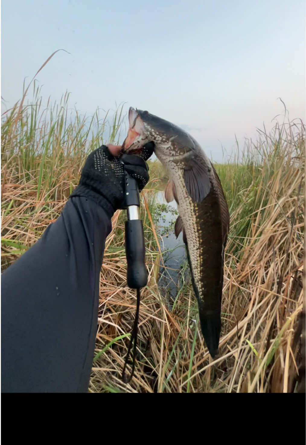 @MAFIA FISHING