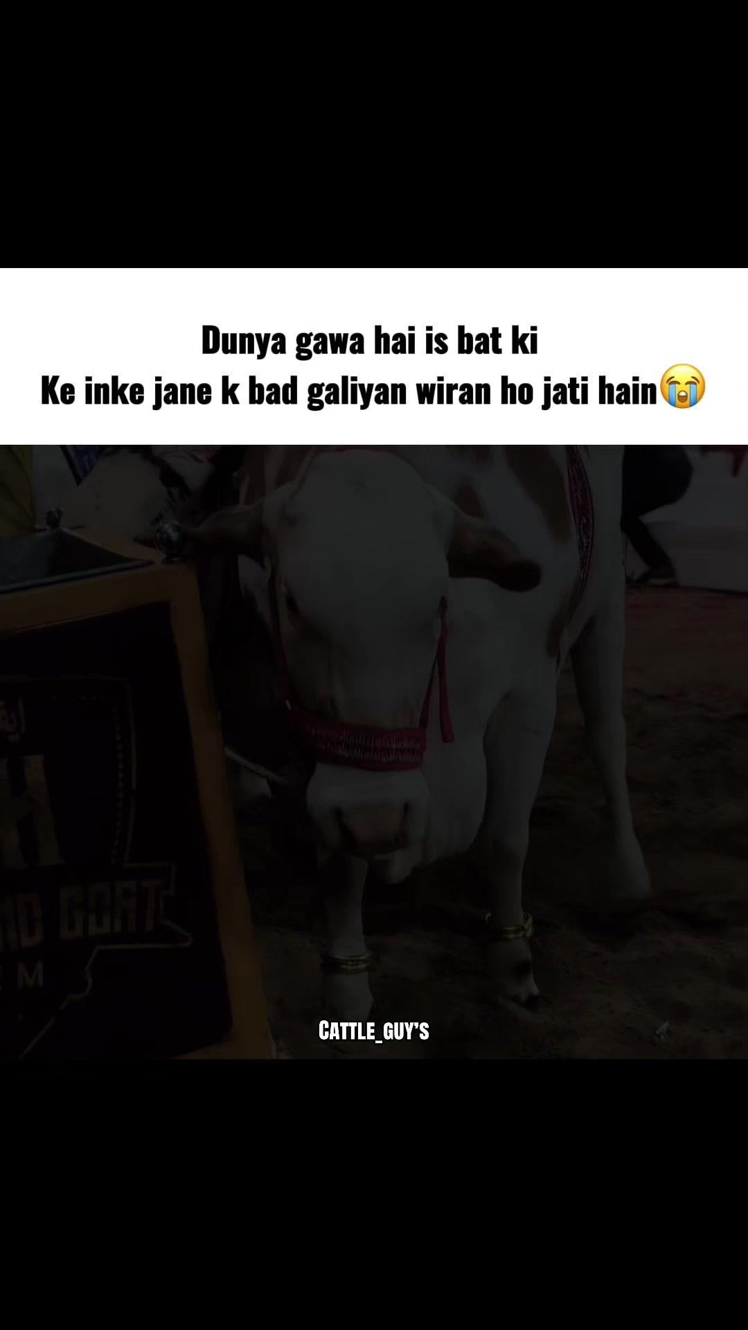 @Cattle_Guy’s