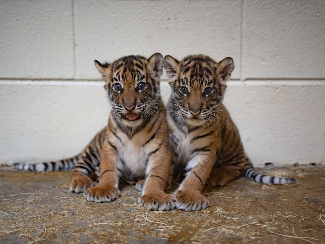 @memphiszoo