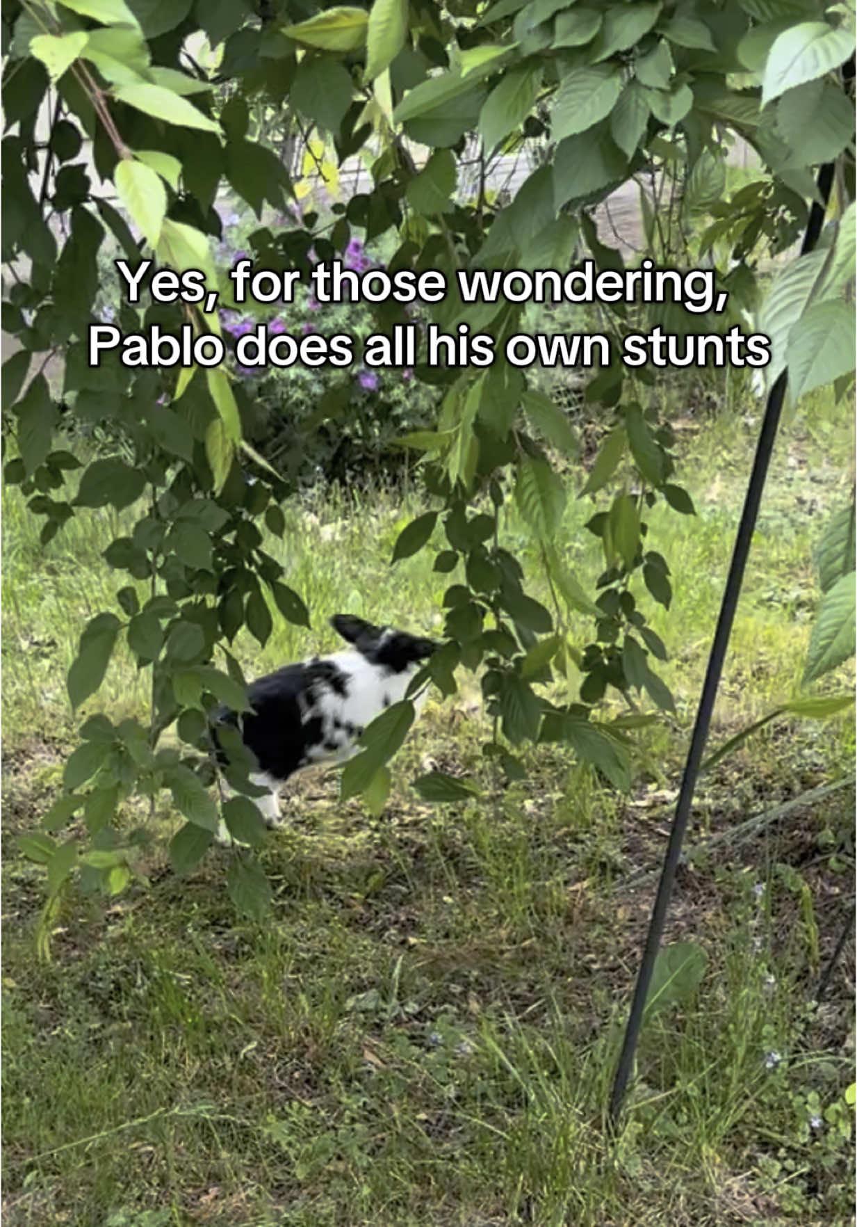 @Pablo the rabbit