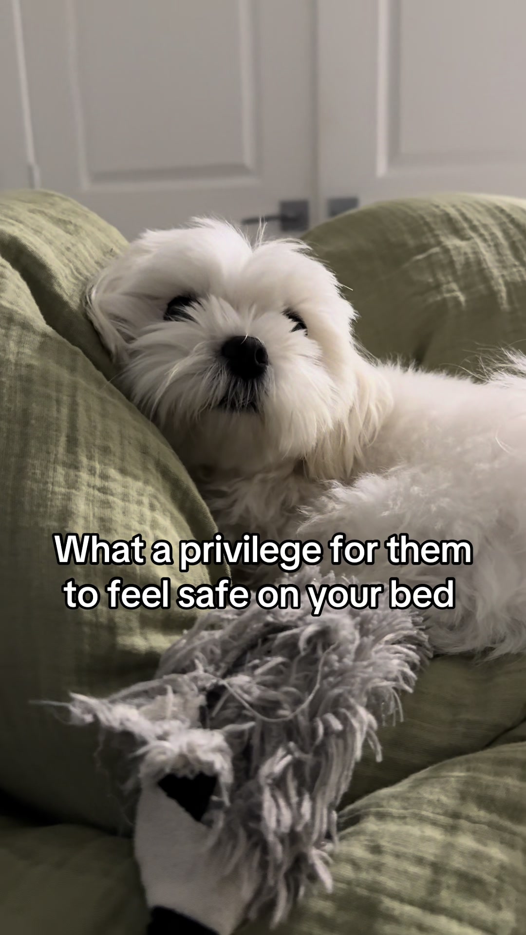 @theluckymaltese