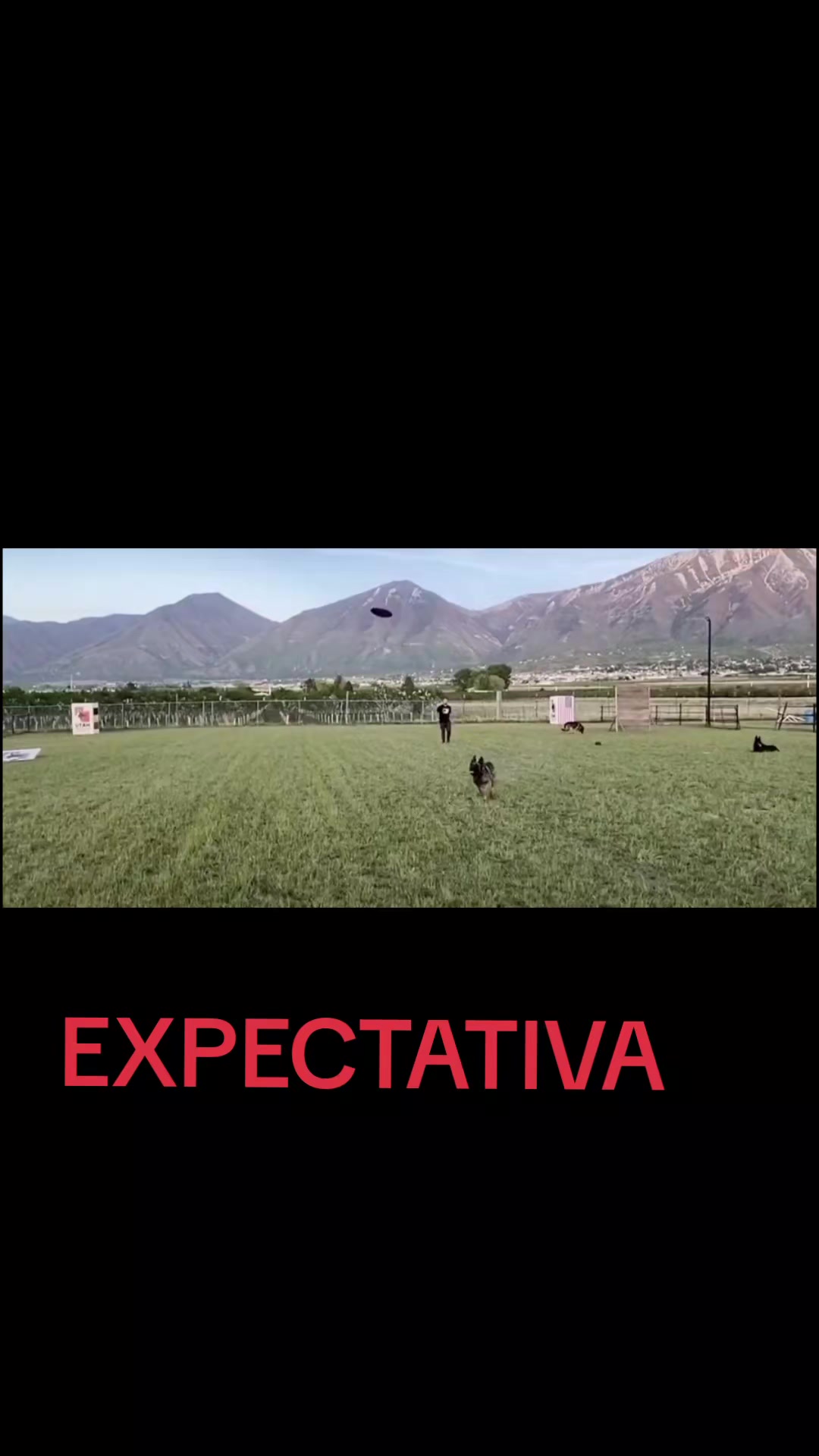 @cachorro de pobre
