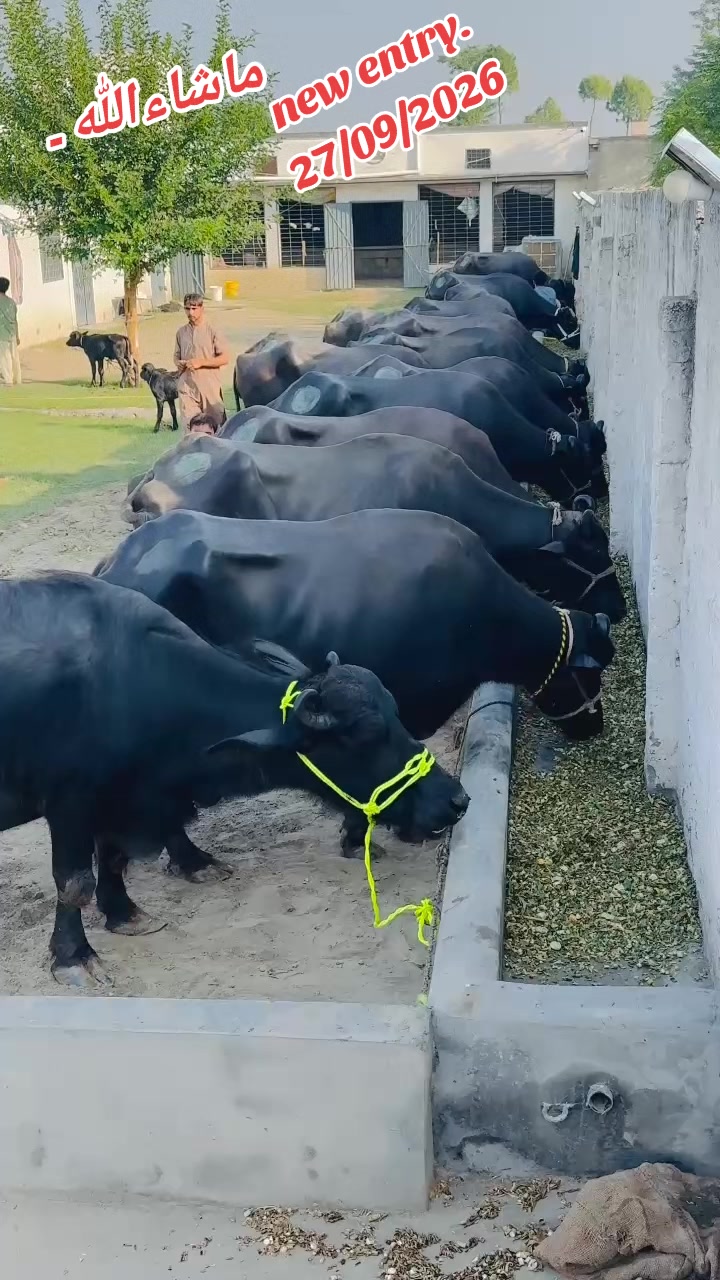 @💖🐄یوسف خان گوندل الہ 💖🐄