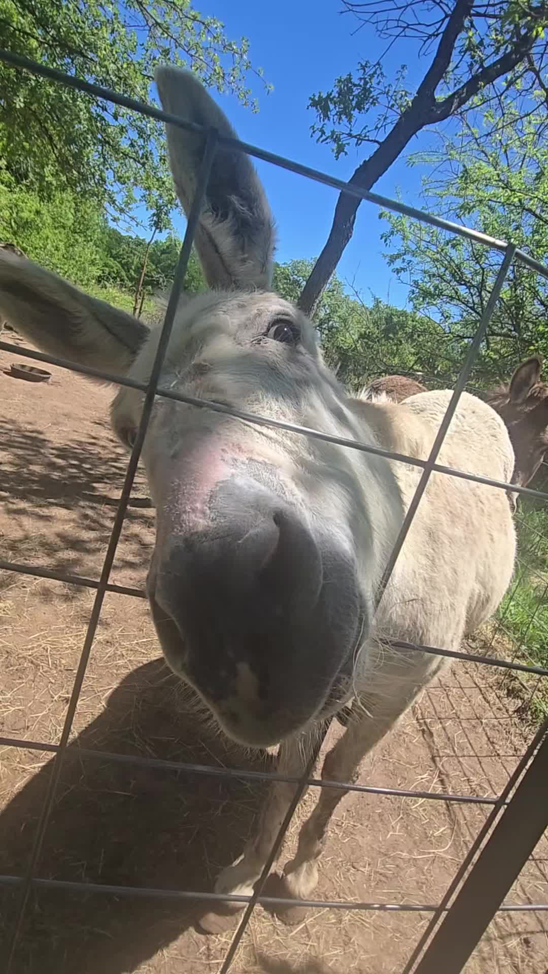 @Fonzy's Farm Rehab & Sanctuary