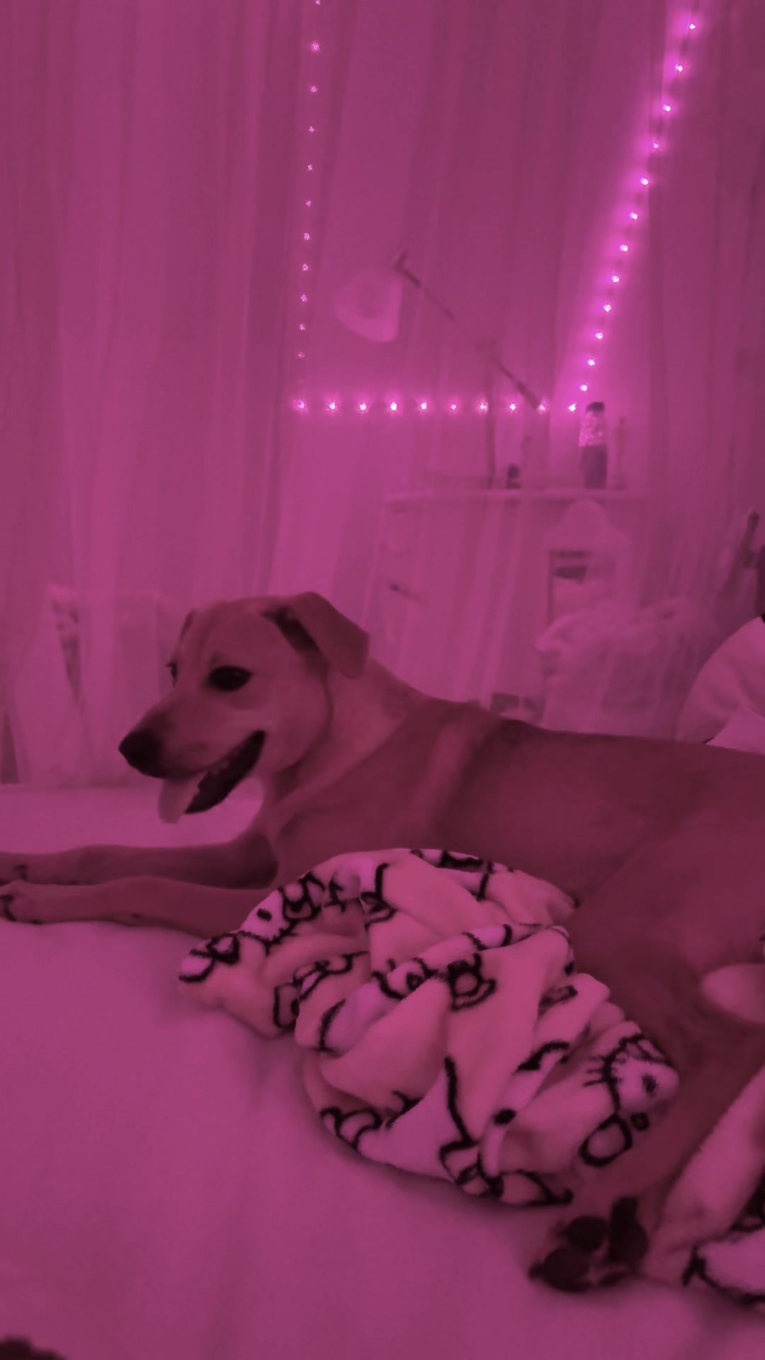 @🐾🧁