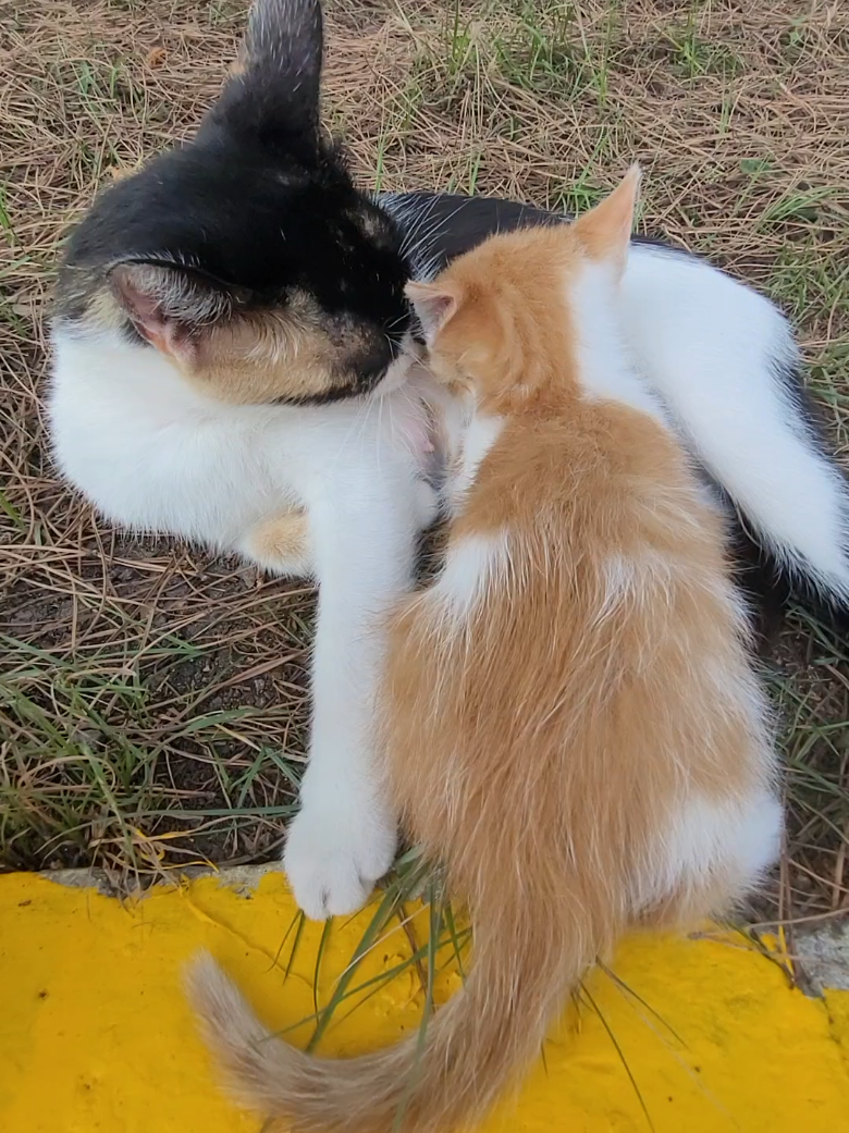 @kediannesi54