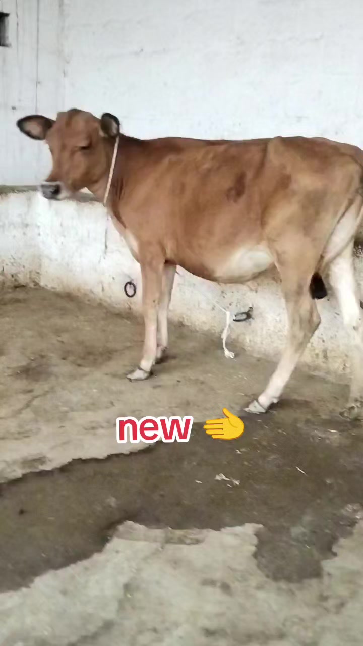 @Harichand Jercy 03059371867