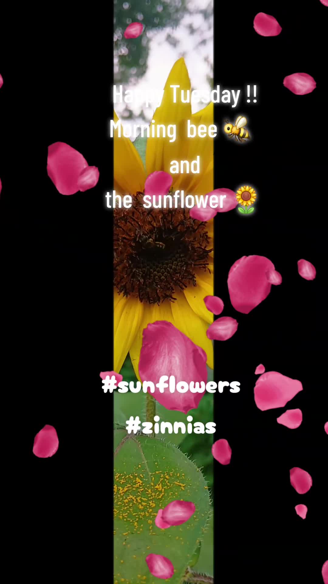 @Ronnie's garden🍅🫑🥬🥒🌻🌺