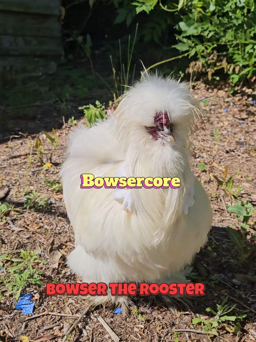 @Crooked Beak Coop