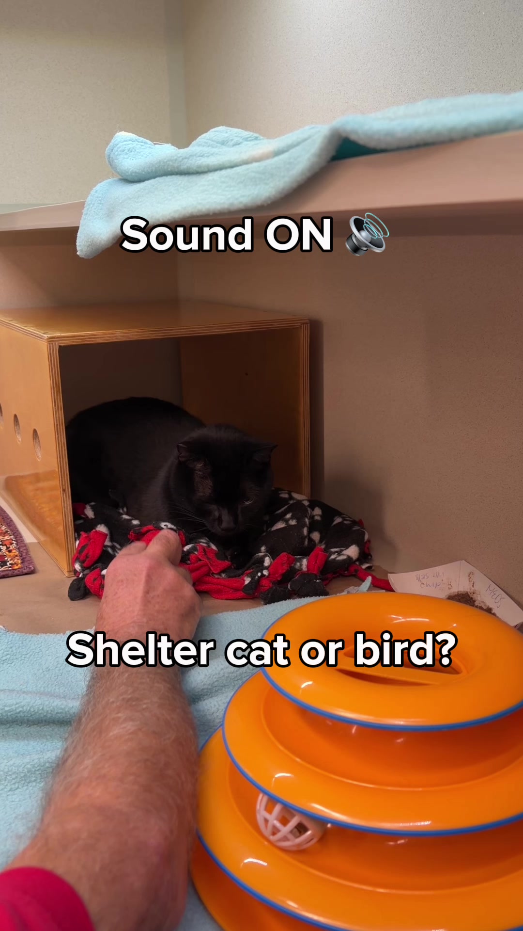 @Seattle Humane