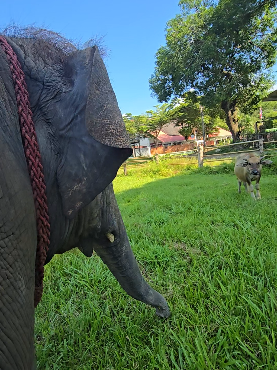 @ควาญแดง พลายภูพิงค์