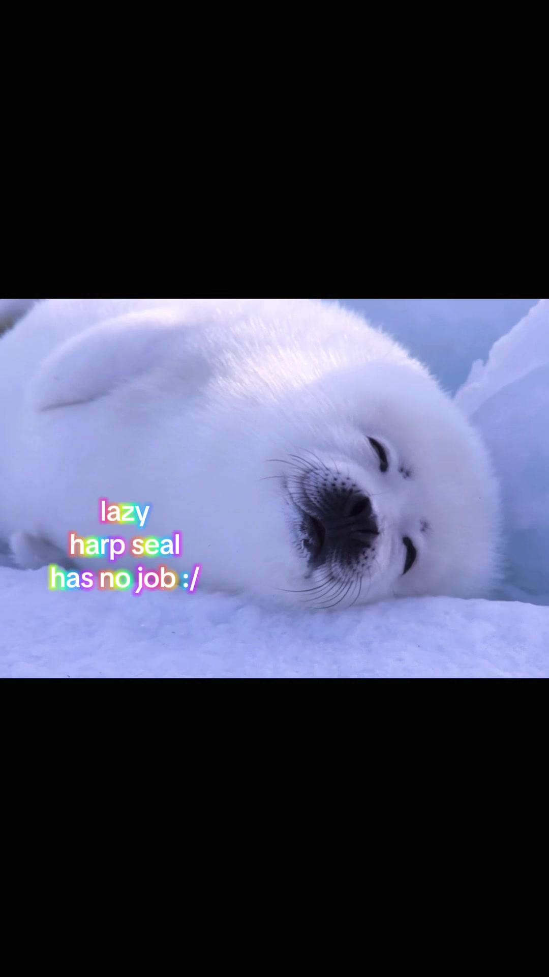 @seal lover 🦭⋆˚꩜。⋆˚🩵
