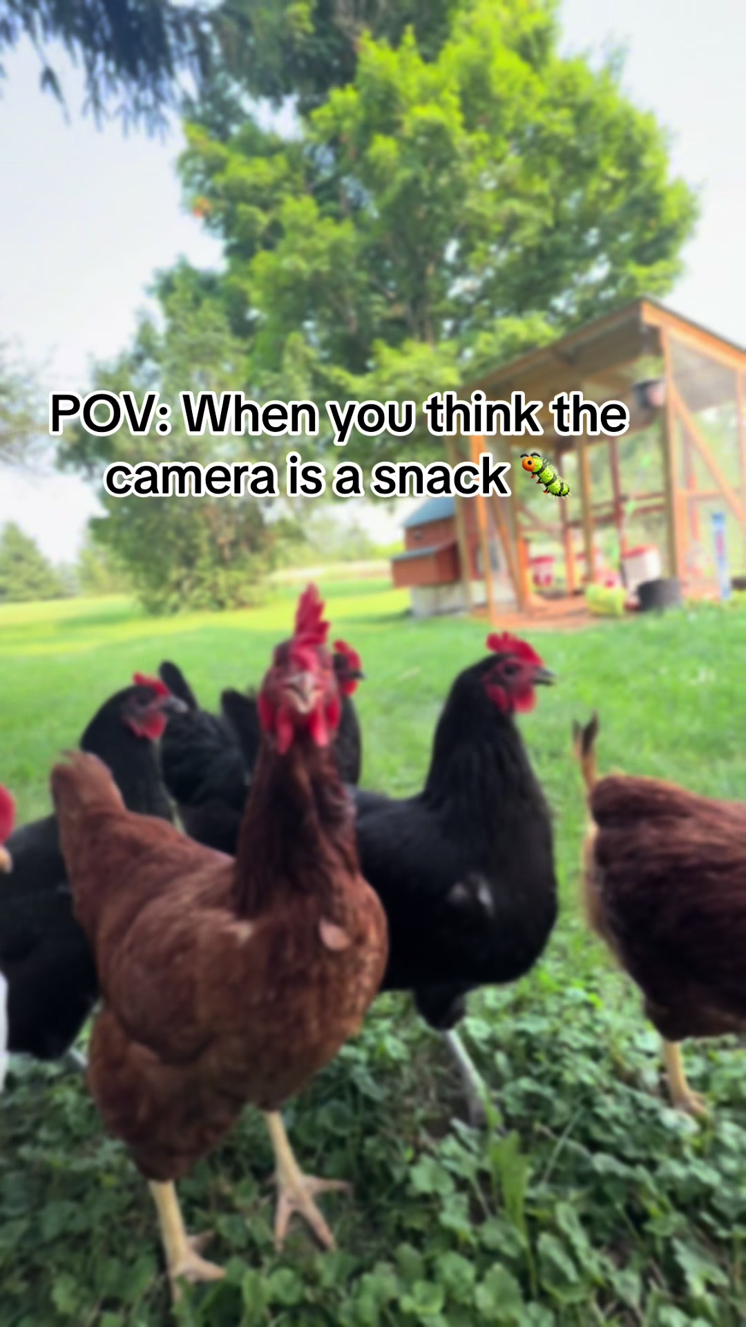 @Resistance Homesteaders