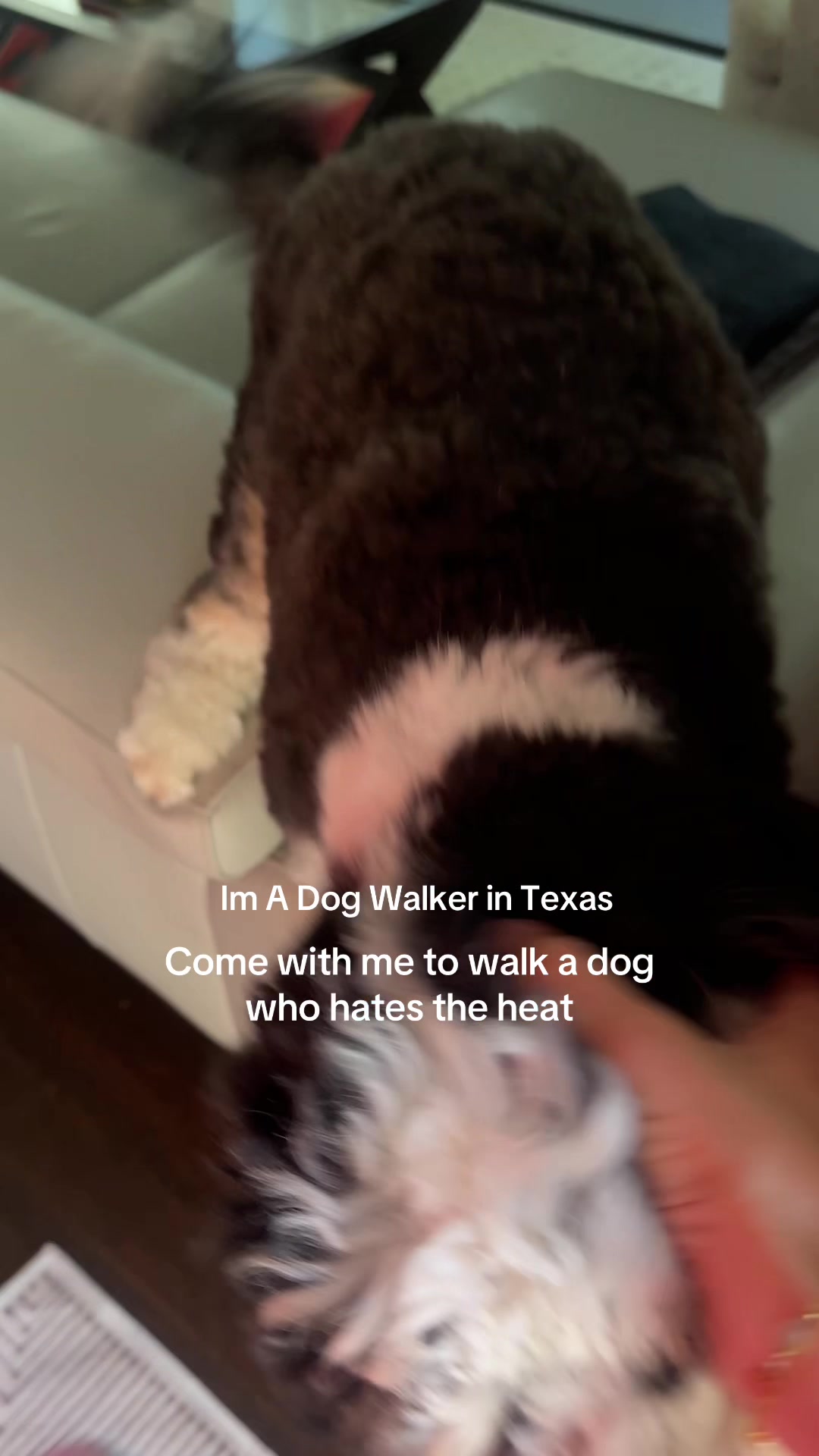 @dallasdogwalker