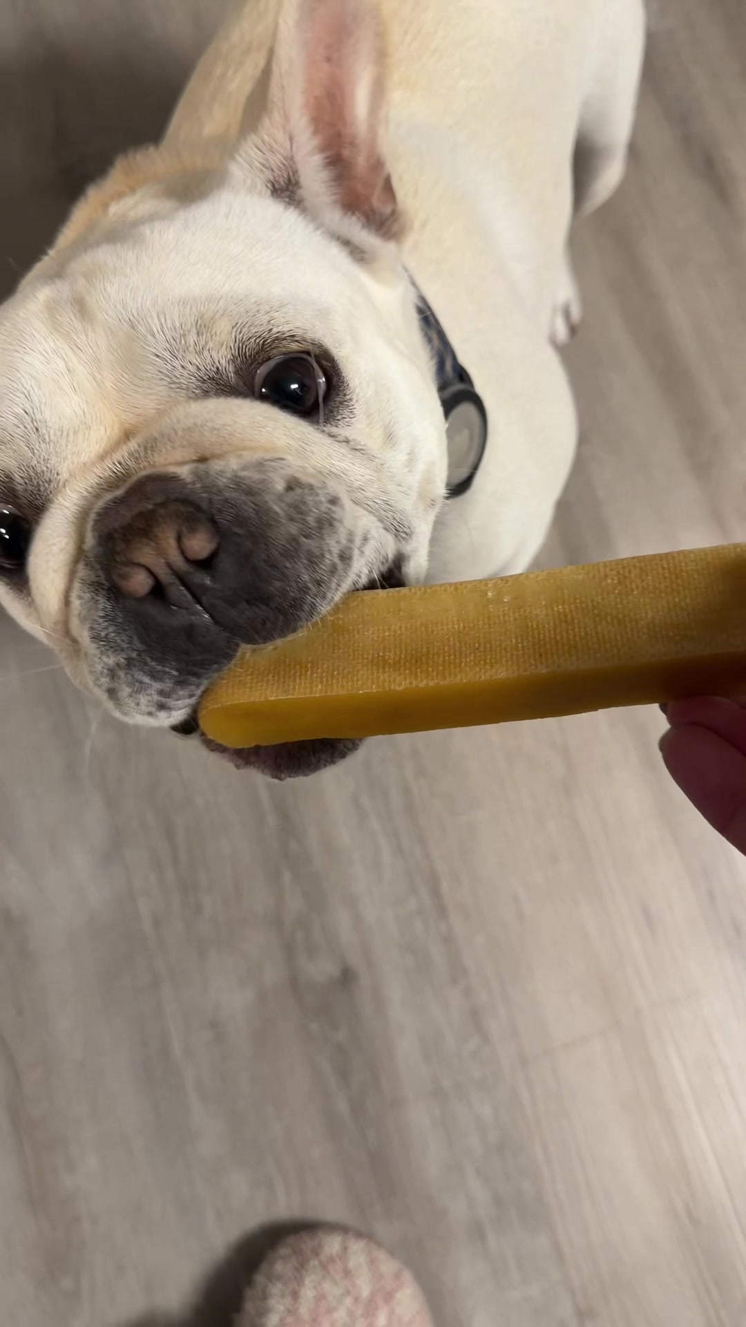 @Bagel the OG Frenchie