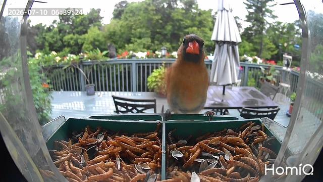 @Backyardbirdz