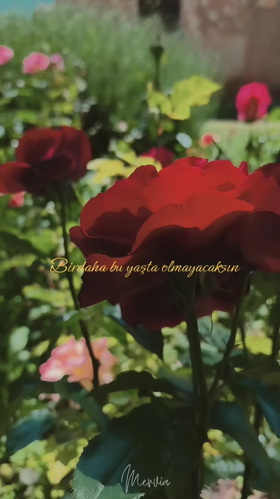 @Bir kelebek 🦋 misali ömrüm