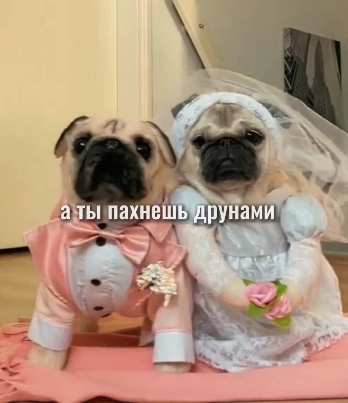 @ТГК: Тимик и его команда 😺