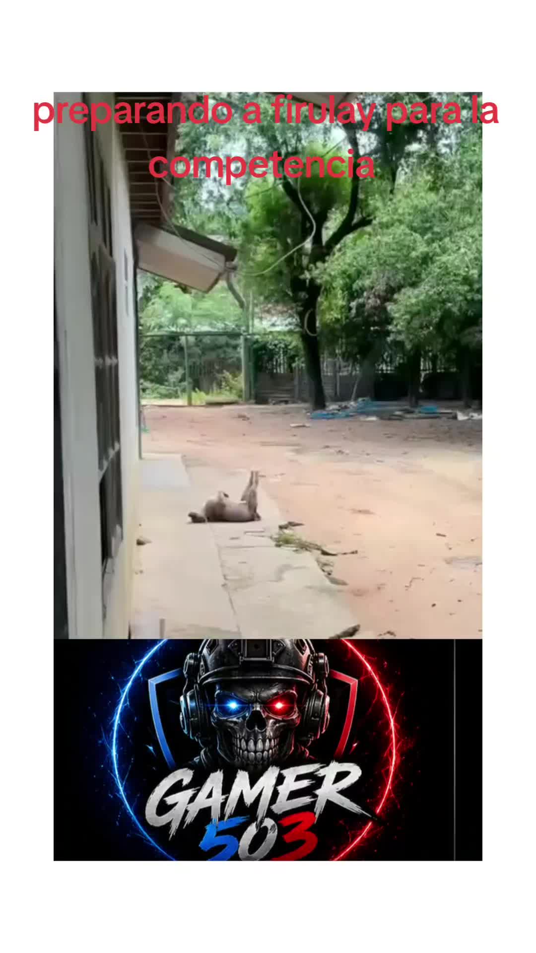 @gamer5003