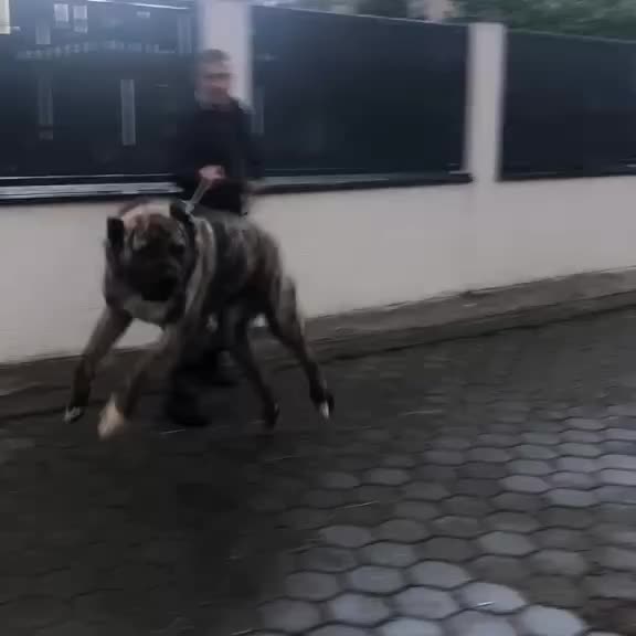 @şəmkir👊