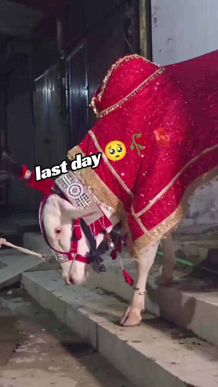 @Cow lovers ❤️