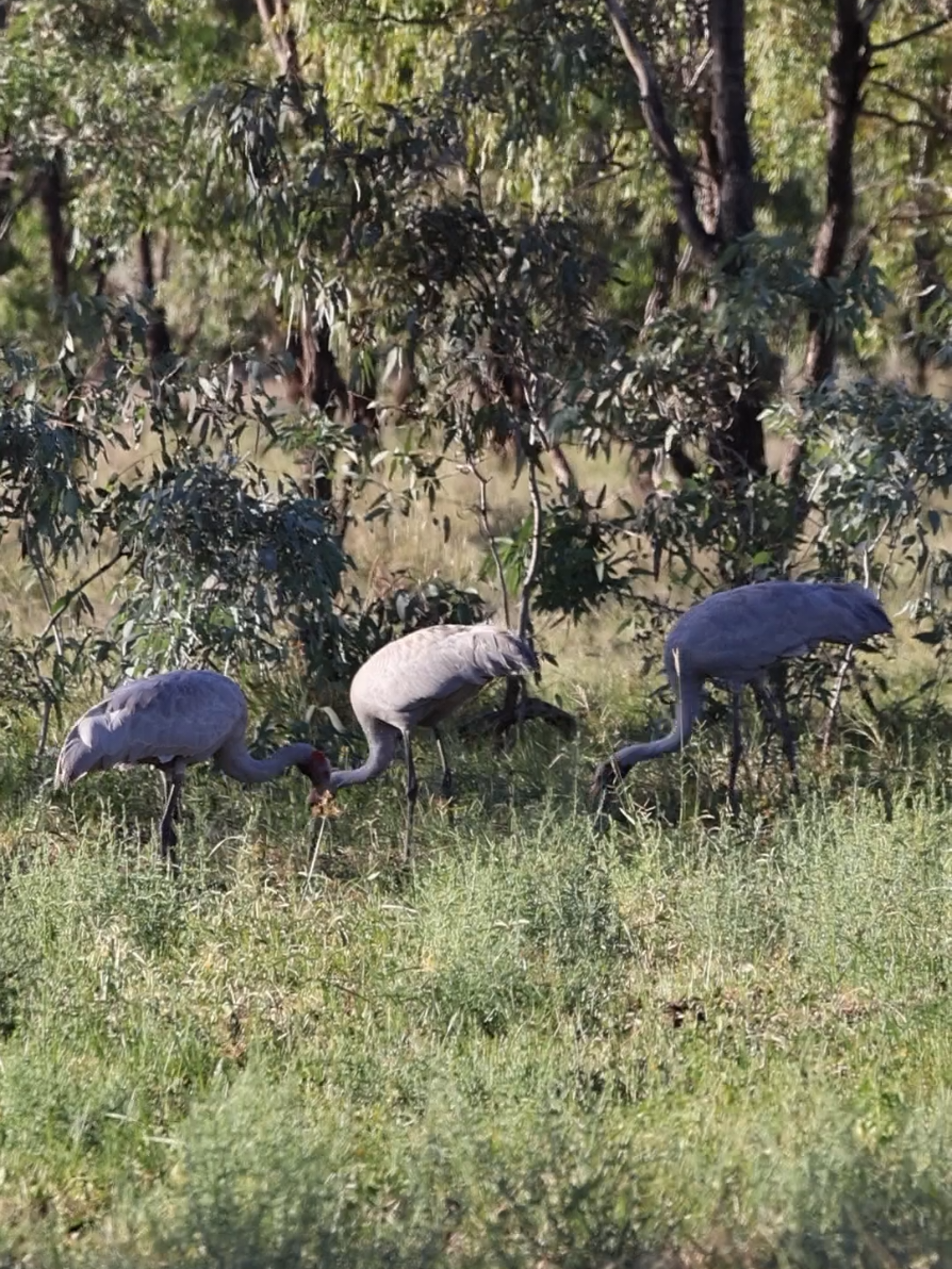 @SM Wildlife