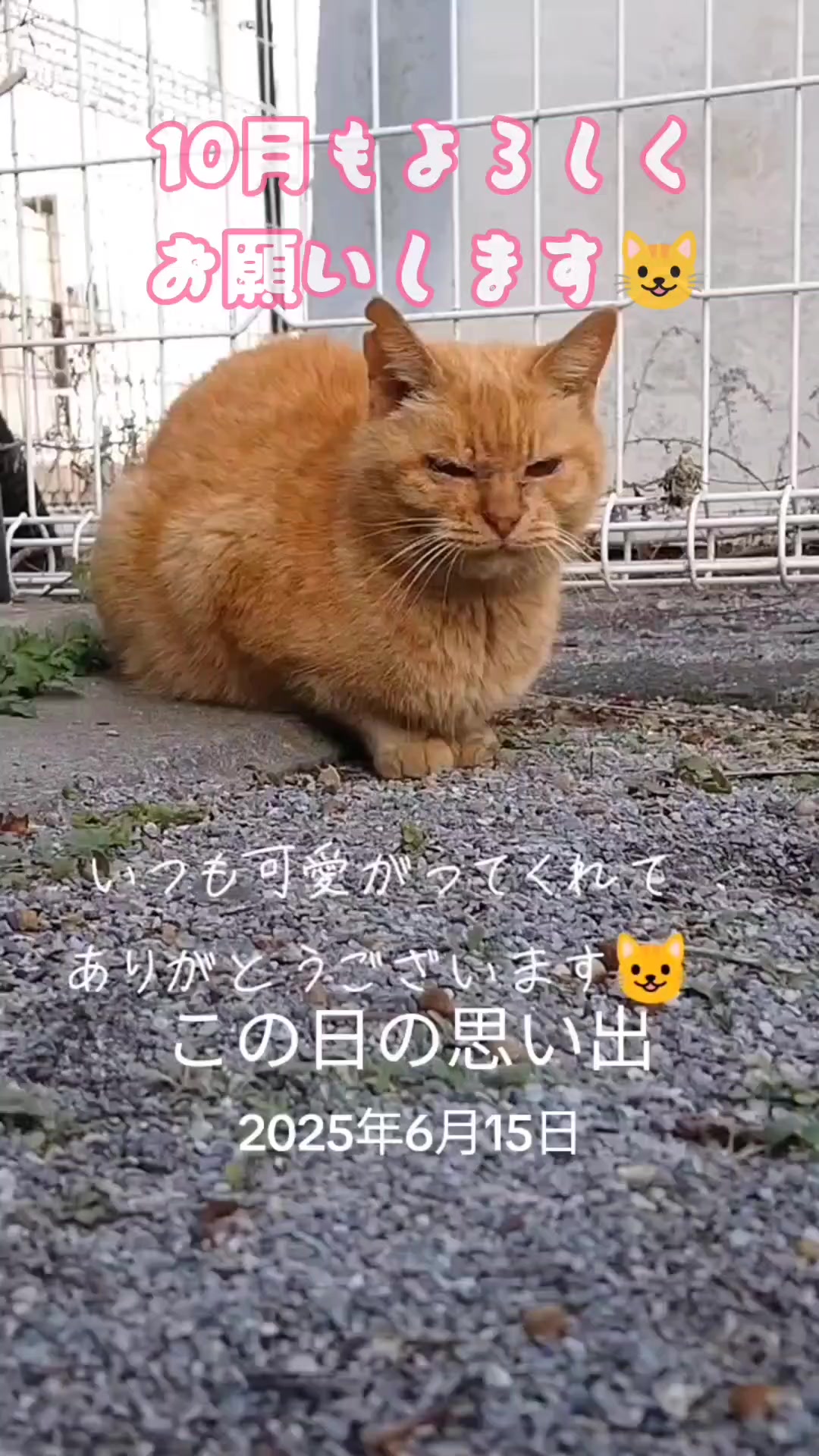 @あきの軍艦巻き😺 🐾 aki🐾