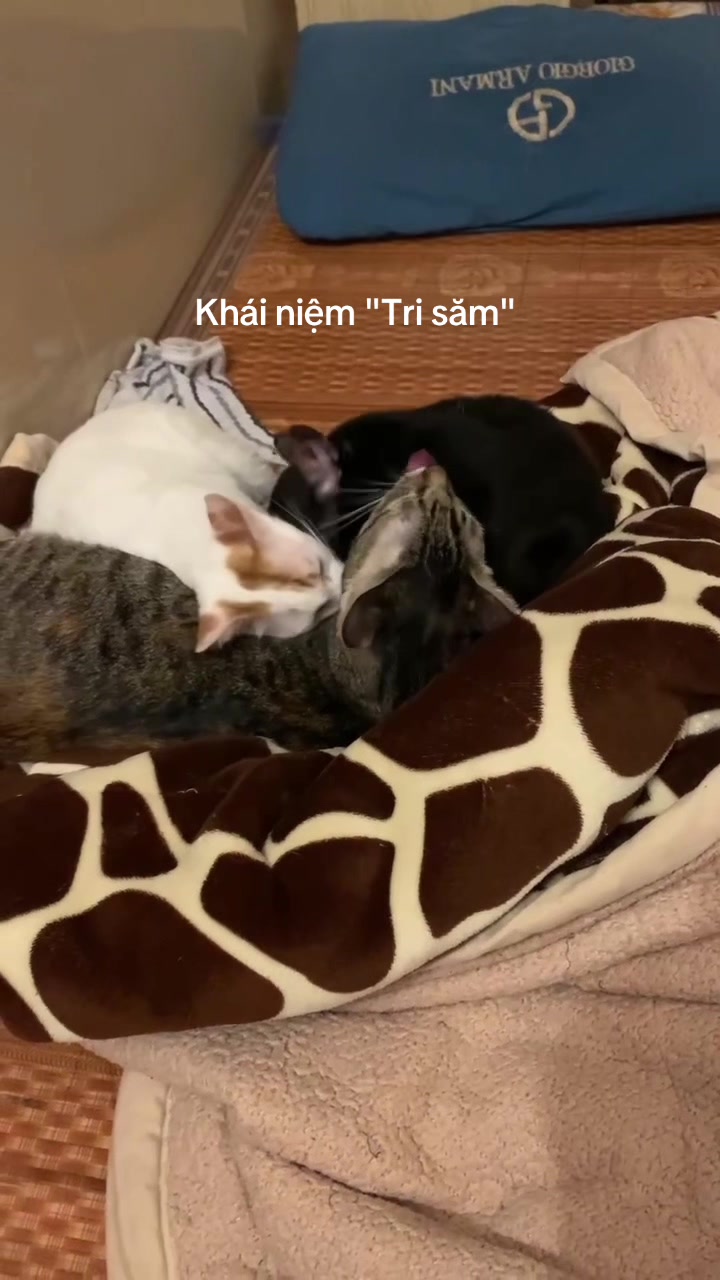 @sendituyen