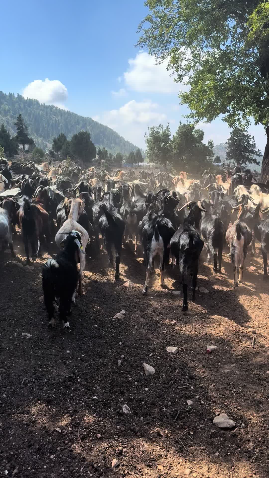 @Samet Taşkın