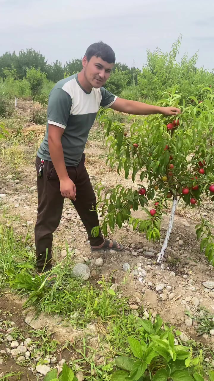 @mevali_kochatlar_agroo