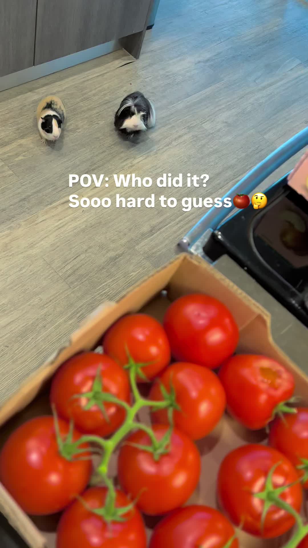 @pumpkin_panda_home