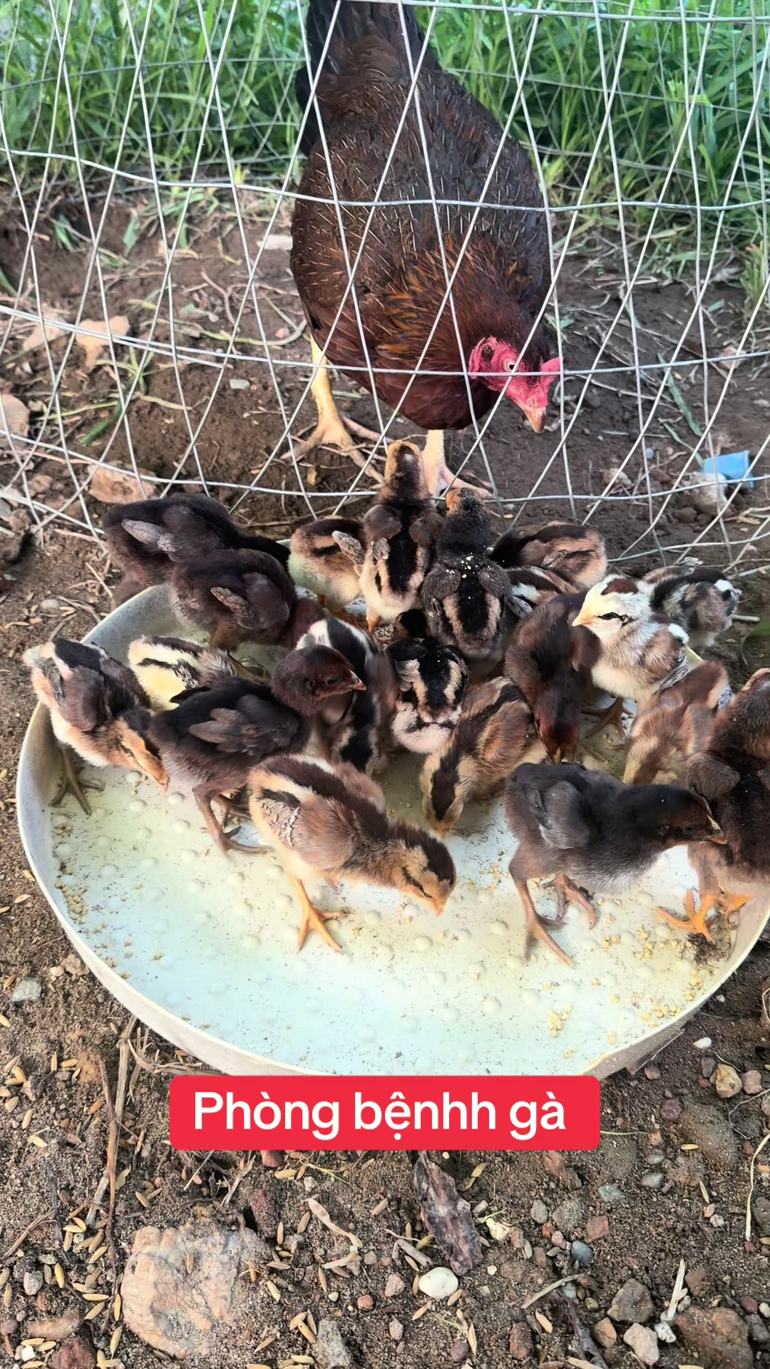 @Quyền Ba Vì