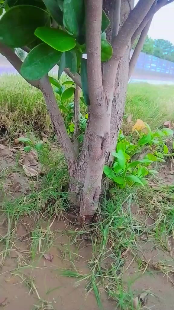 @aadimanak jila haripur