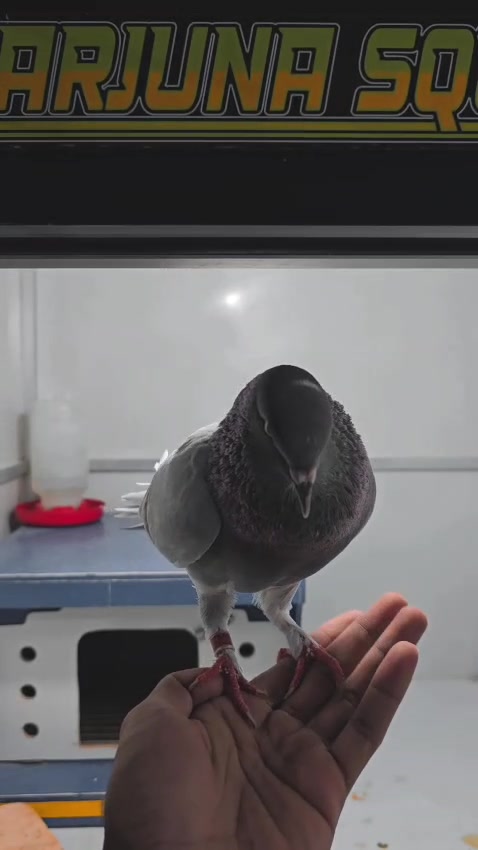 @AJSquad
