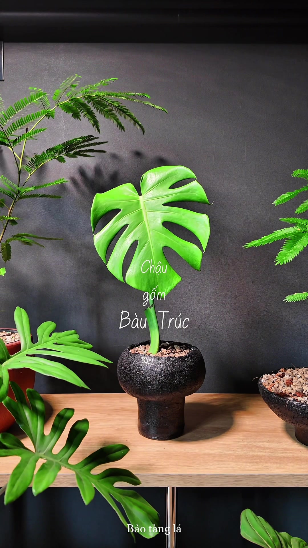 @Bảo t&agrave;ng L&aacute;