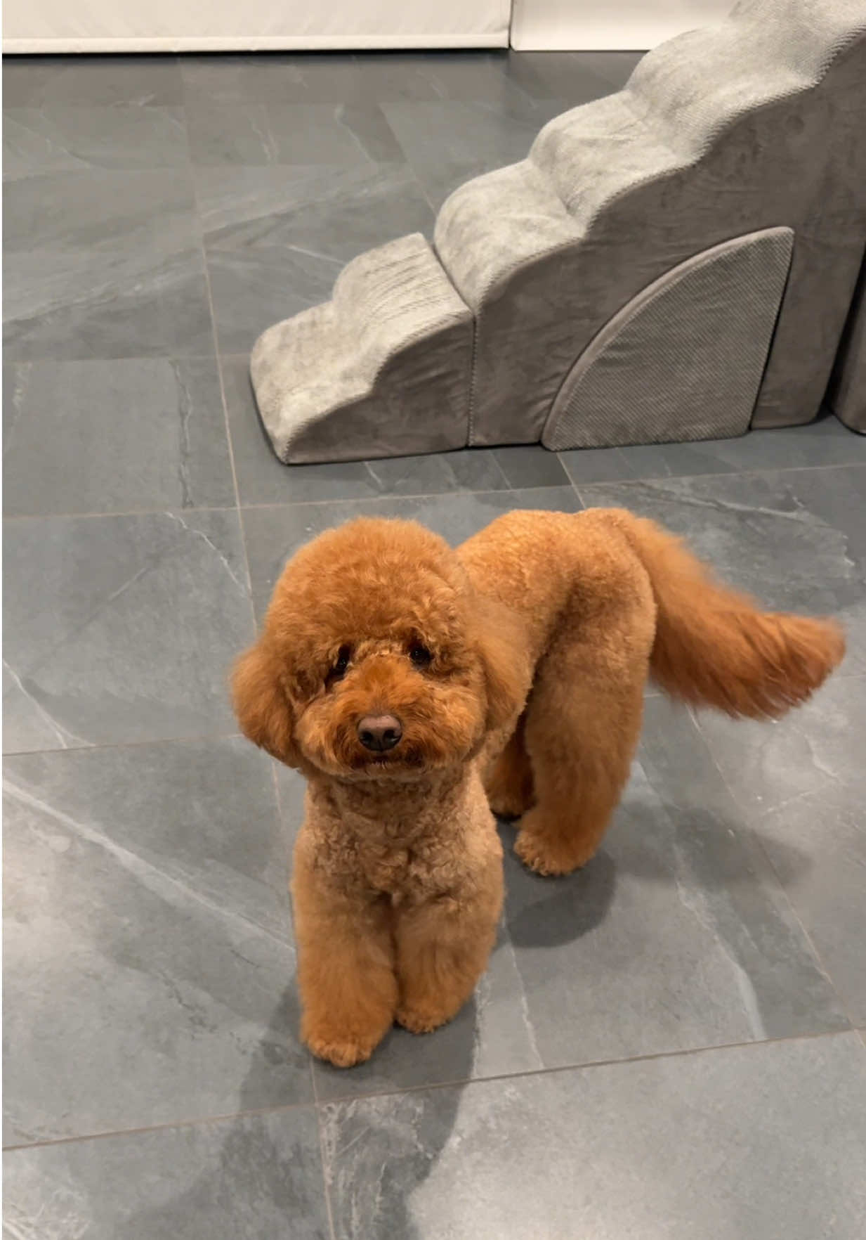 @Mocha | Mini Goldendoodle 🐾