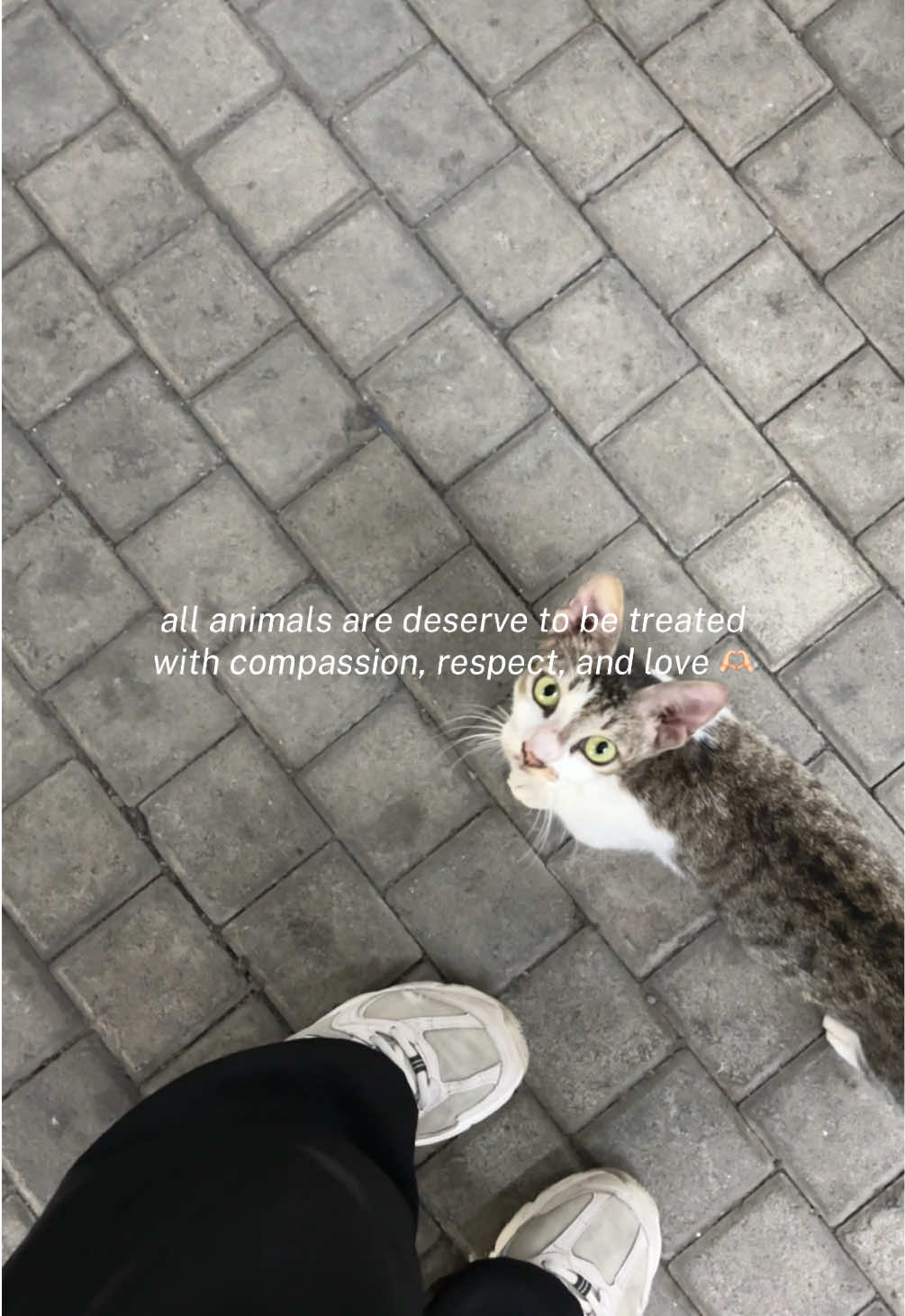 @elin