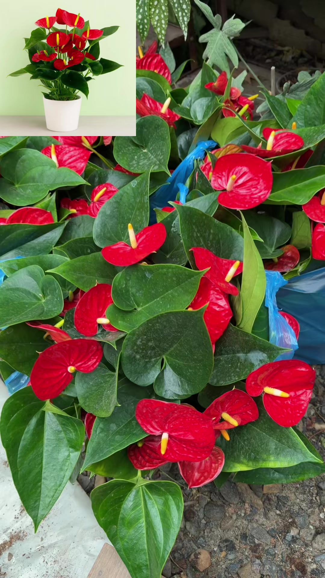 @Uday Garden Centre