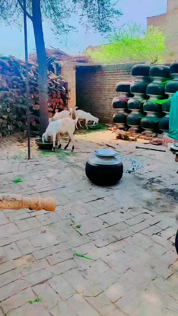 @zubairsh3