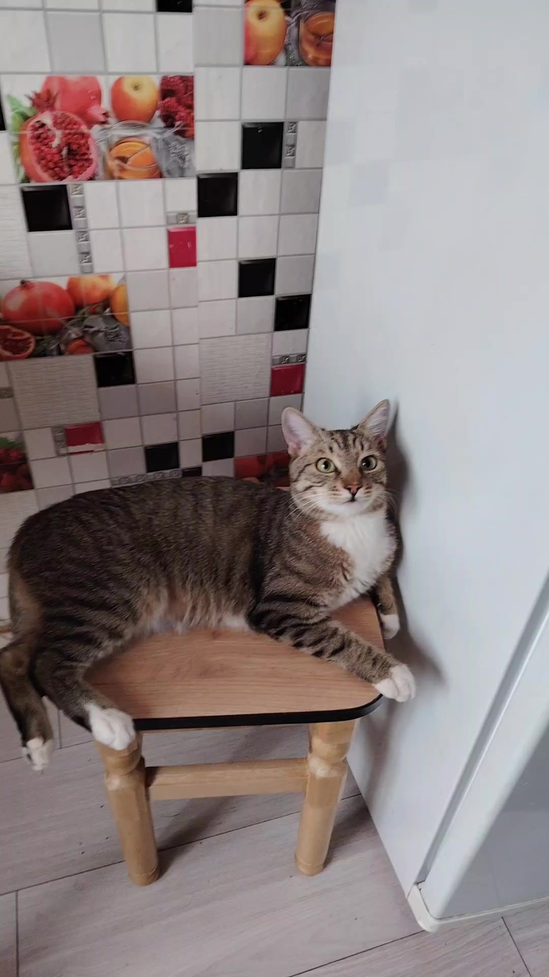 @3 друга 🦮🐱